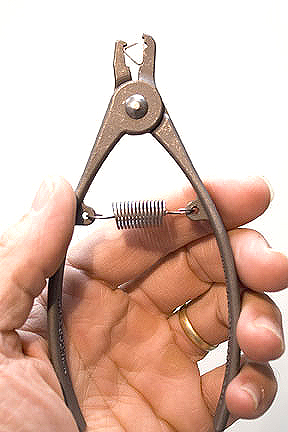 mouse ear tag applicator