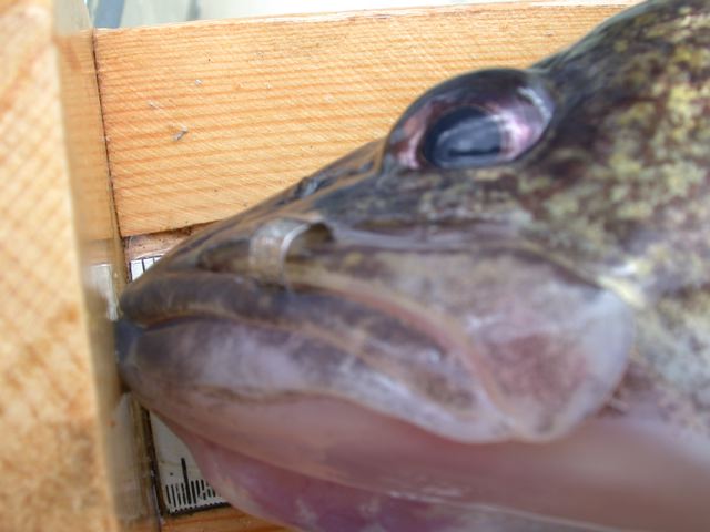 numbered fish tag