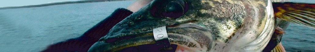 fish tag