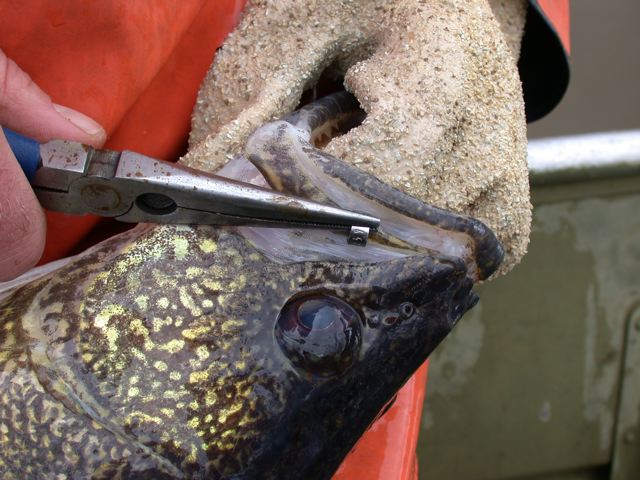applying a fish tag to a fish