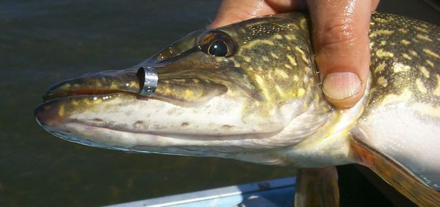 fish ID tag