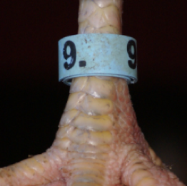 bandetter plastic band