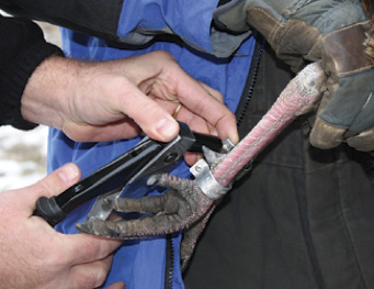 banding a bird