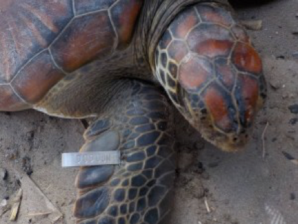 Marcaje de tortugas marinas