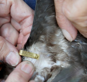 wingband on a chicken