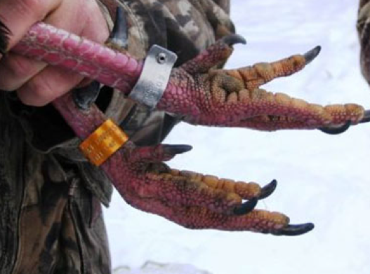 turkey leg band
