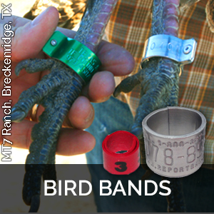 butt end bands bird leg bands