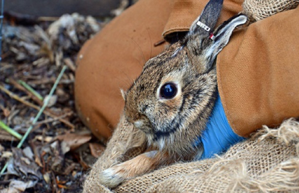 The Easter Bunny has an Earring? – National Band and Tag Company