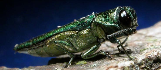 Emerald Ash Borer