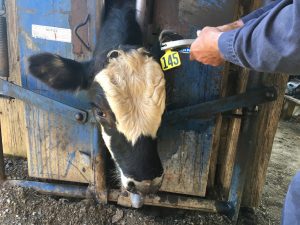 cattle ear tag on a cow