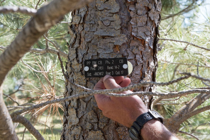 forestry tree tags